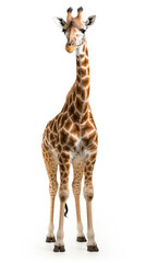 Obraz premium Giraffe isolated on a white background