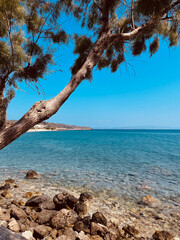 tree on the beach on a Greek Island 