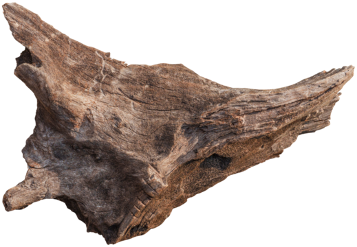 Dry branch tree naturally.