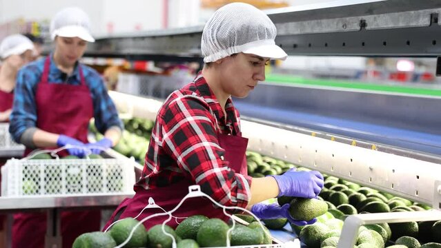 Ordinary woman checking boxes with avocado after packaging at mango factory