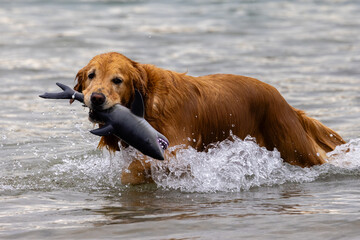 Dogs play at the beach park