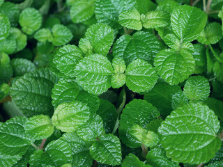 Background of peppermint leaves in the garden