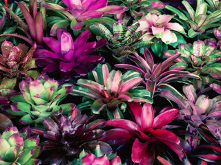Groups of colorful Bromelia leaves in the garden. Background of colorful Bromelia leaves.