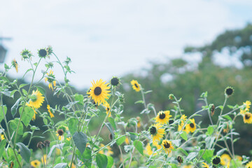 久里浜に咲くひまわり