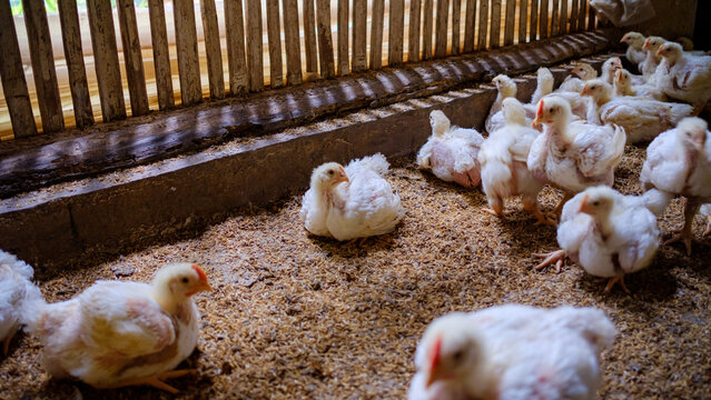kuningan west java,the atmosphere of a broiler farm eating at noon   