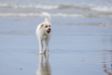 Dogs play at the beach park