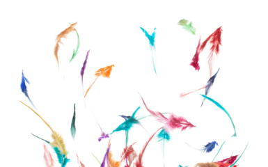 Many color Feather fly fall beautiful spiral pattern in air over black background isolated. Puffy Fluffy soft feathers like dream floating dove in sky. Colorful feathers are so light and delicate