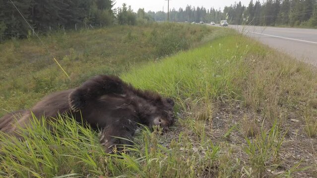 Black bear roadkill
