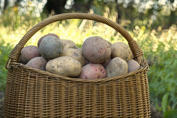 Recent harvest potatoes in wicker basket