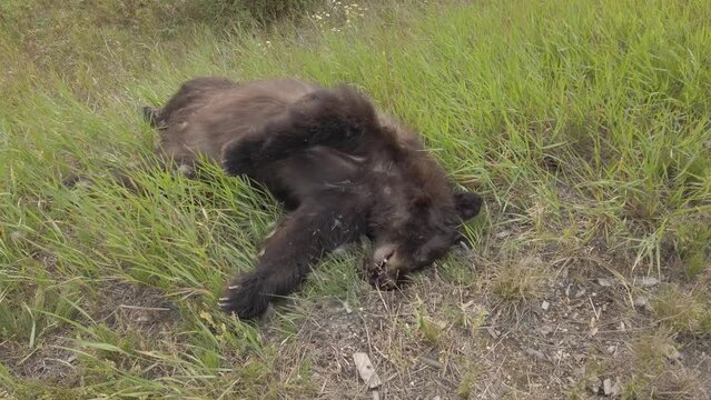 Black bear roadkill