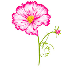 Pink Cosmos Flower in PNG File with stem. Drawing on procreate.