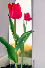 Flor de tulipán rojo en el jardín