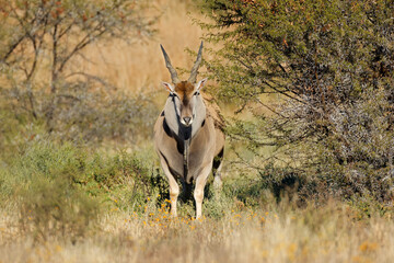 Male eland antelope (Tragelaphus oryx) in natural habitat, Mountain Zebra National Park, South Africa.