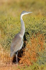A grey heron (Ardea cinerea) standing in natural habitat, South Africa.