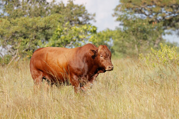 A free-range bull in native grassland on a rural farm, South Africa.
