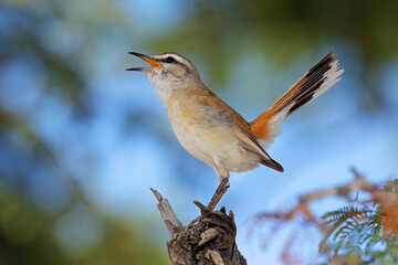 A Kalahari scrub robin (Cercotrichas paena) perched on a branch, South Africa.
