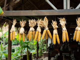 Corn dried on a line in a country house