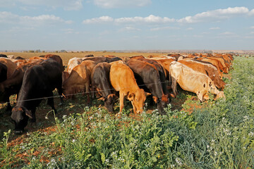 Cattle strip grazing cover crops with movable electrical fencing on a rural farm, South Africa.