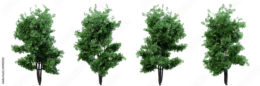 Poster tree on transparent background.3d rendering png set.