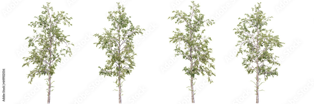Poster tree on transparent background.3d rendering png set.
