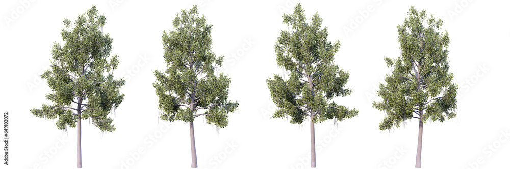 Poster tree on transparent background.3d rendering png set.