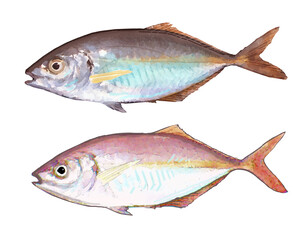 保護色の違う鯵