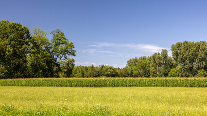 Landschaft mit grüner Wiese und Bäumen vor blauem Himmel