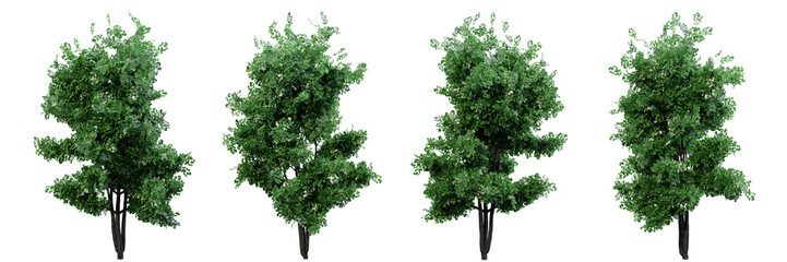 Tree on transparent background.3d rendering PNG Set.