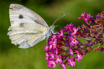 ein Schmetterling auf einer lila Blume