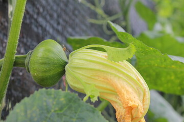 Green squash flowers bloom along the prongs. The flowers are single and yellow. Male and female...