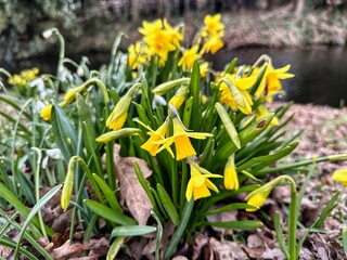 a bunch of yellow daffodils is growing in the beginning of the spring in nature