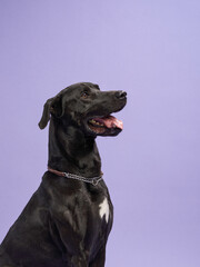 Portrait of a beautiful black dog on lilac background. Mix of breeds. Funny Pet in the studio