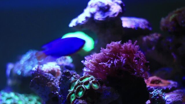 CoralCoral is motion footage for documentary films and cinematic in sea scene. Also good background for scene and titles.