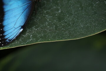 Wing of a blue butterfly on a background of a green leaf