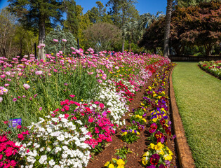 Daisy flowers fringed by multicolored pansies in a garden bed at a flower show in Toowoomba in...