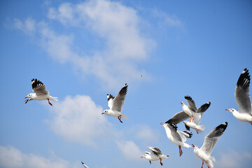 Seagulls flying in the blue sky, chasing after food to eat at Bangpu, Thailand.