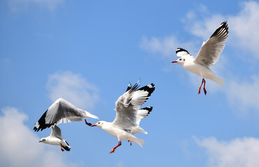 Seagulls flying in the blue sky, chasing after food to eat at Bangpu, Thailand.