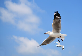 Seagulls flying in the blue sky, chasing after food to eat at Bangpu, Thailand.