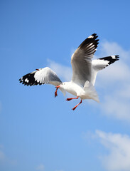 Seagulls flying in the blue sky, chasing after food to eat at Bangpu, Thailand.
