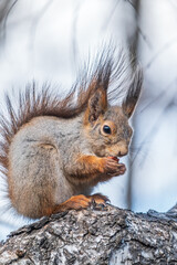 The squirrel with nut sits on a branches in the spring or summer.