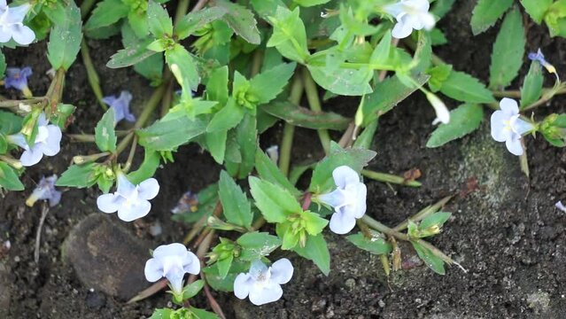 Lindernia crustacea (Malaysian false pimpernel, Capraria crustacea). This plant selected for phytochemical investigation owing to its traditional use against human herpes virus infection