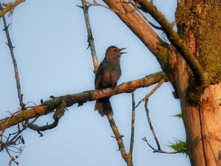 Cat bird sings while perched on a bare branch