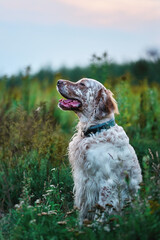 english springer spaniel