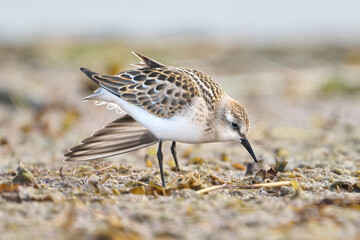 red winged blackbird