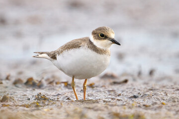 seagull on the beach