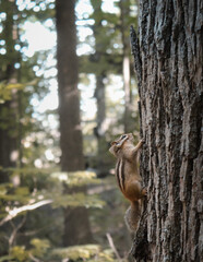 squirrel on a tree