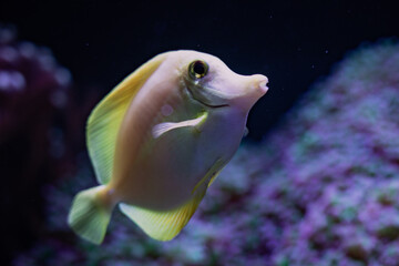 fish in aquarium
