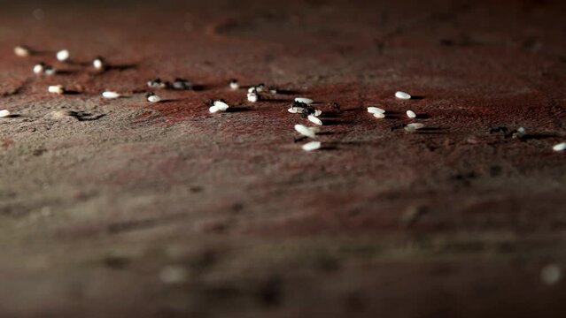 hundreds of ants walking on the concrete floor in the city while carrying rice grains in a row towards their anthill