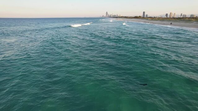 The Spit Sandy Strip With A Beach - Baby Seal Swimming In The Wavy Water. - aerial