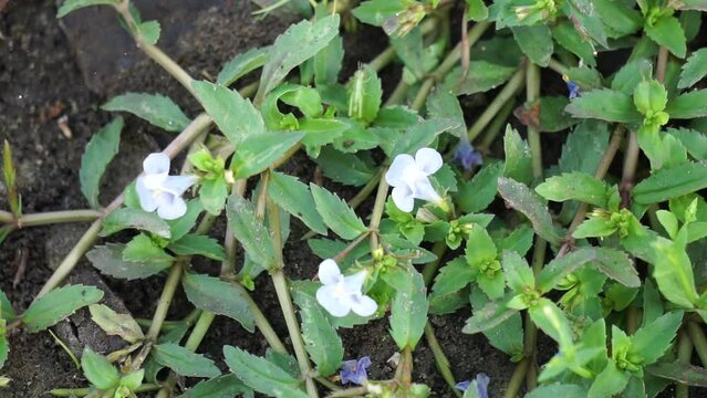 Lindernia crustacea (Malaysian false pimpernel, Capraria crustacea). This plant selected for phytochemical investigation owing to its traditional use against human herpes virus infection